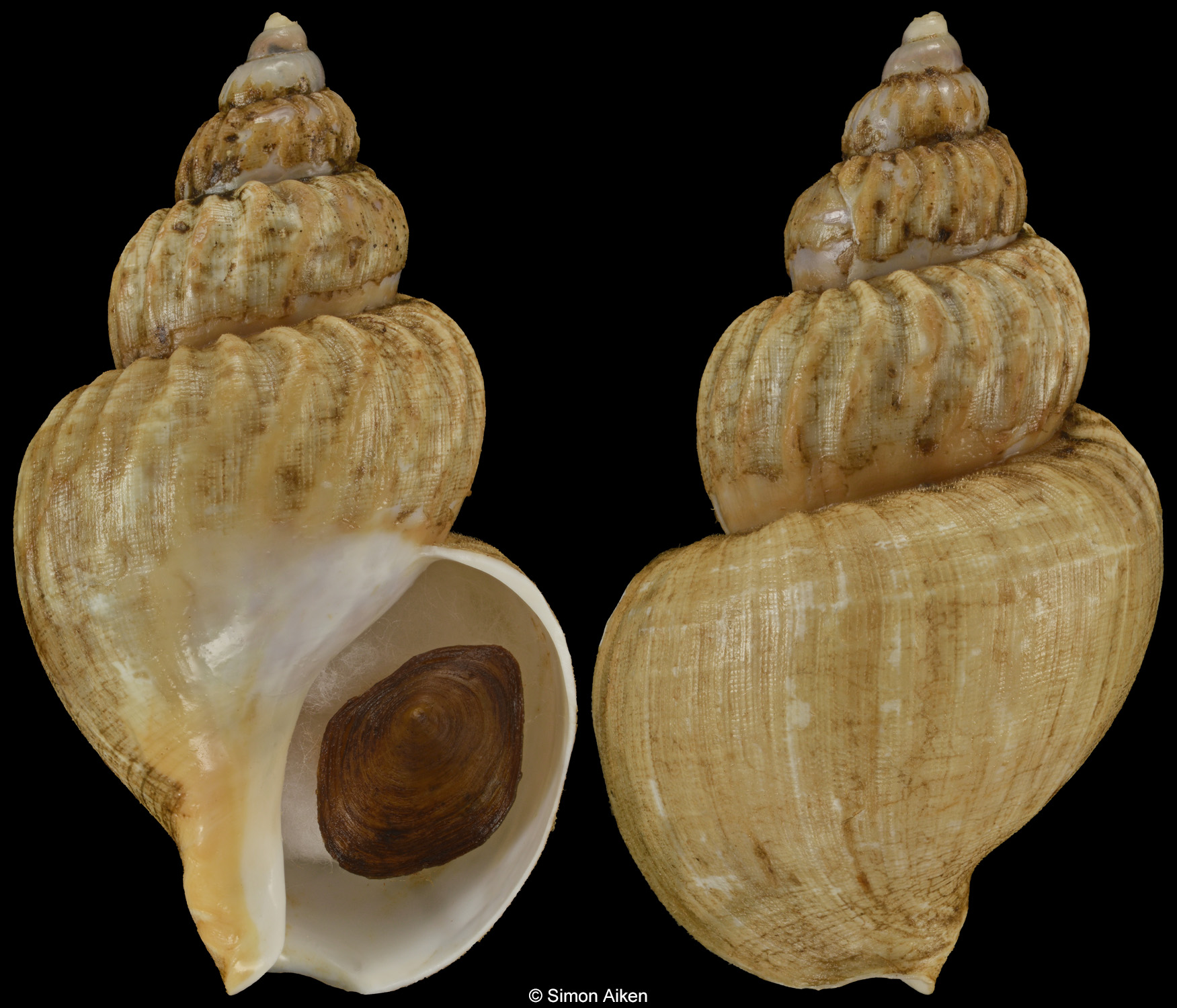 Buccinum polium