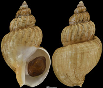 Buccinum polium