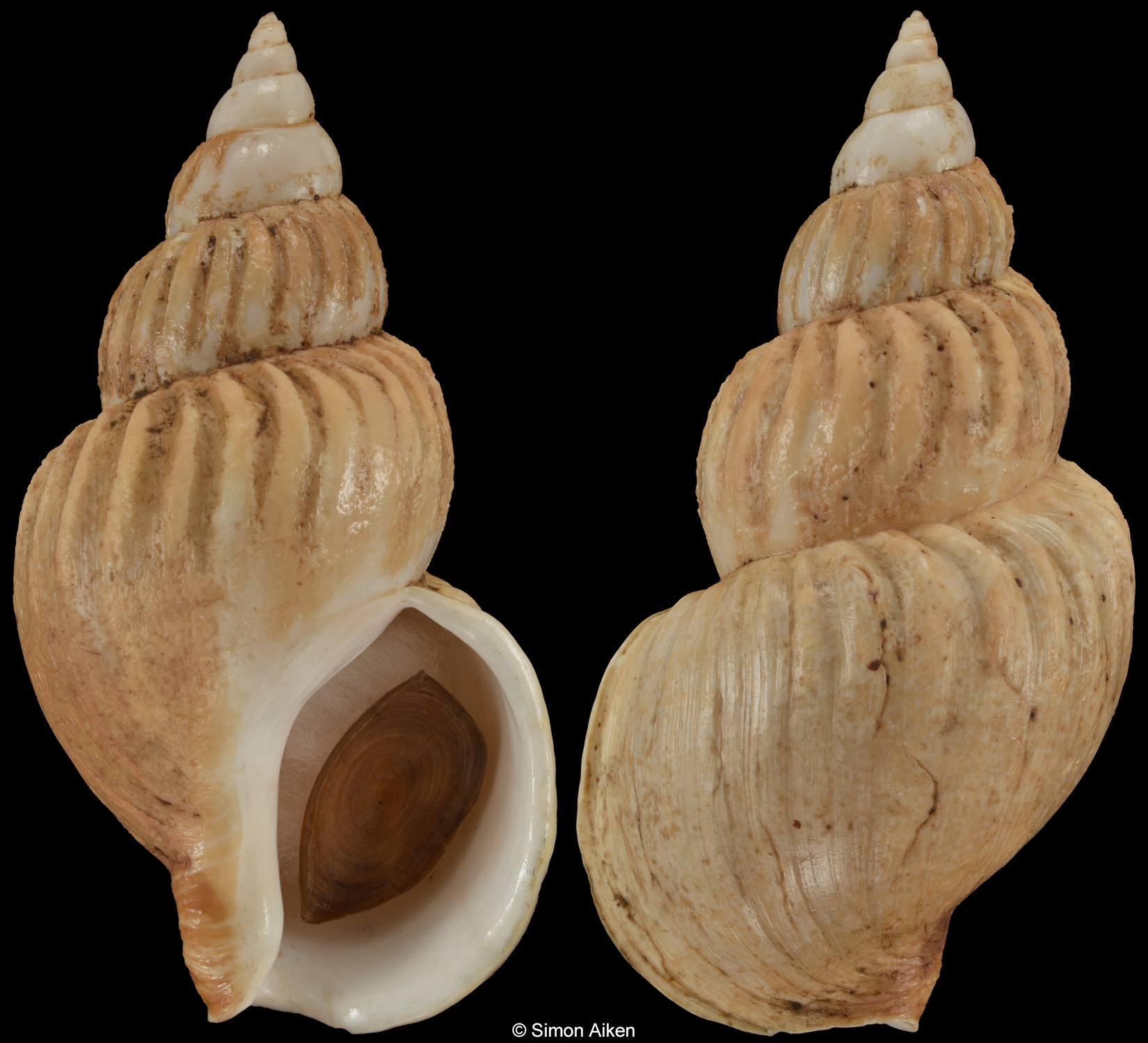 Buccinum scalariforme rhodium