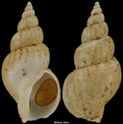 Buccinum acutispiratum