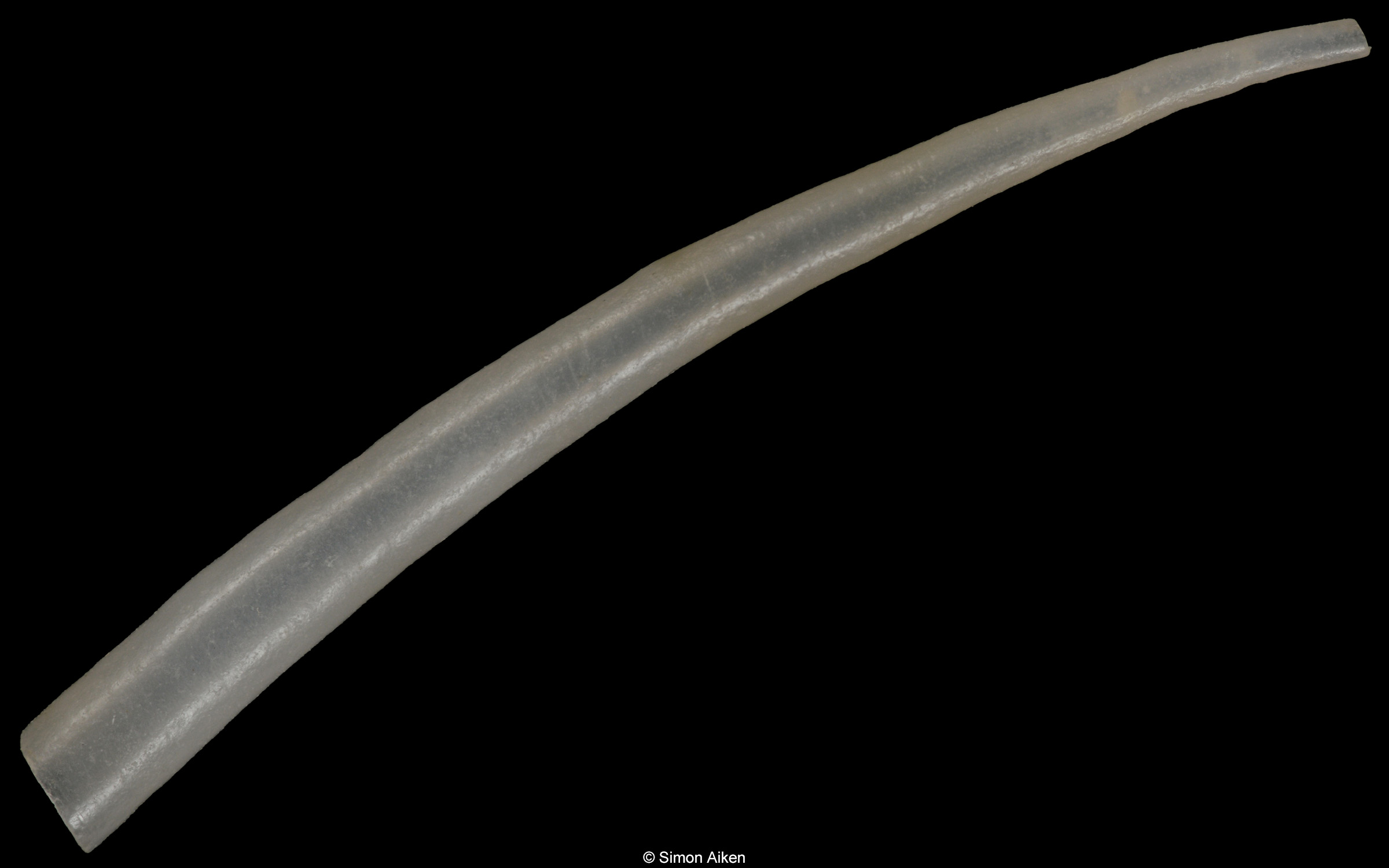 Graptacme acicula