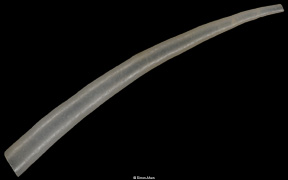 Graptacme acicula