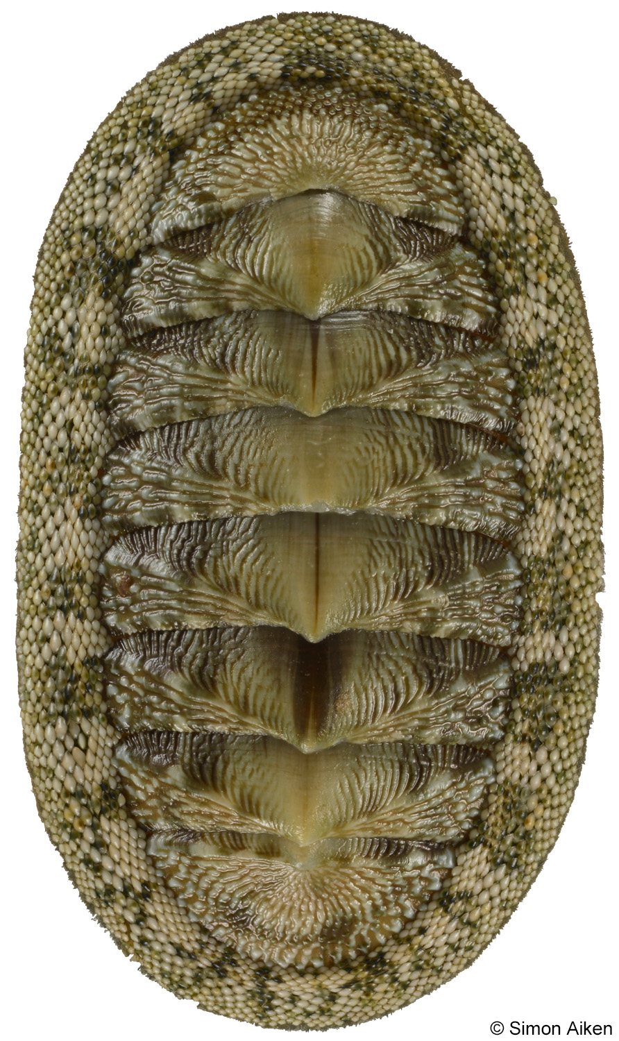 Chiton tuberculatus