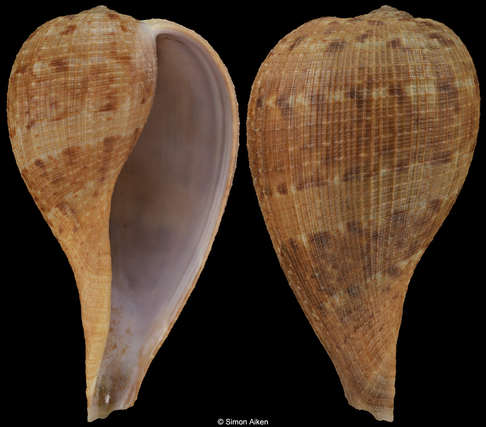Ficus subintermedia