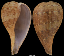 Ficus subintermedia