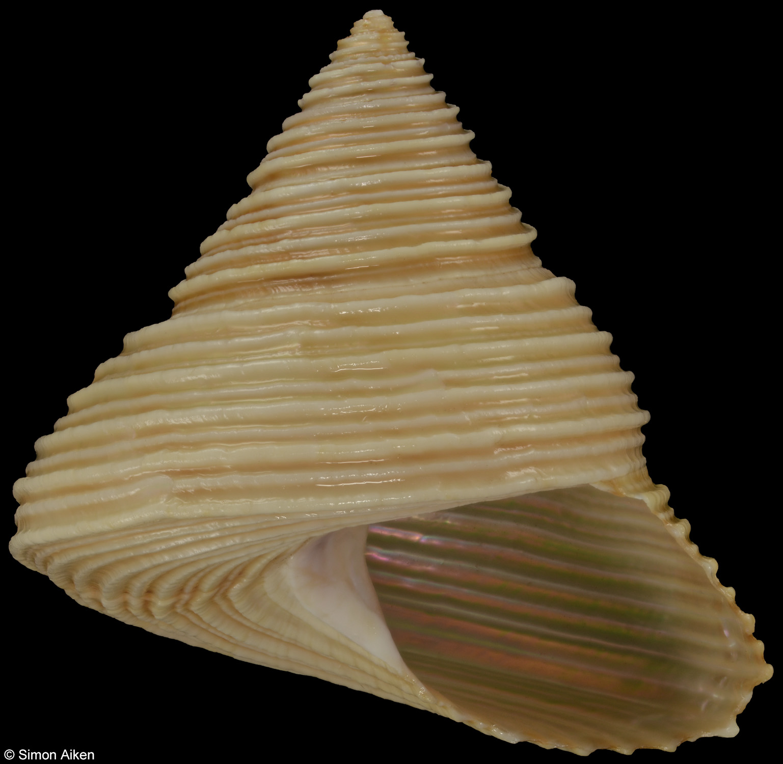 Calliostoma canaliculatum