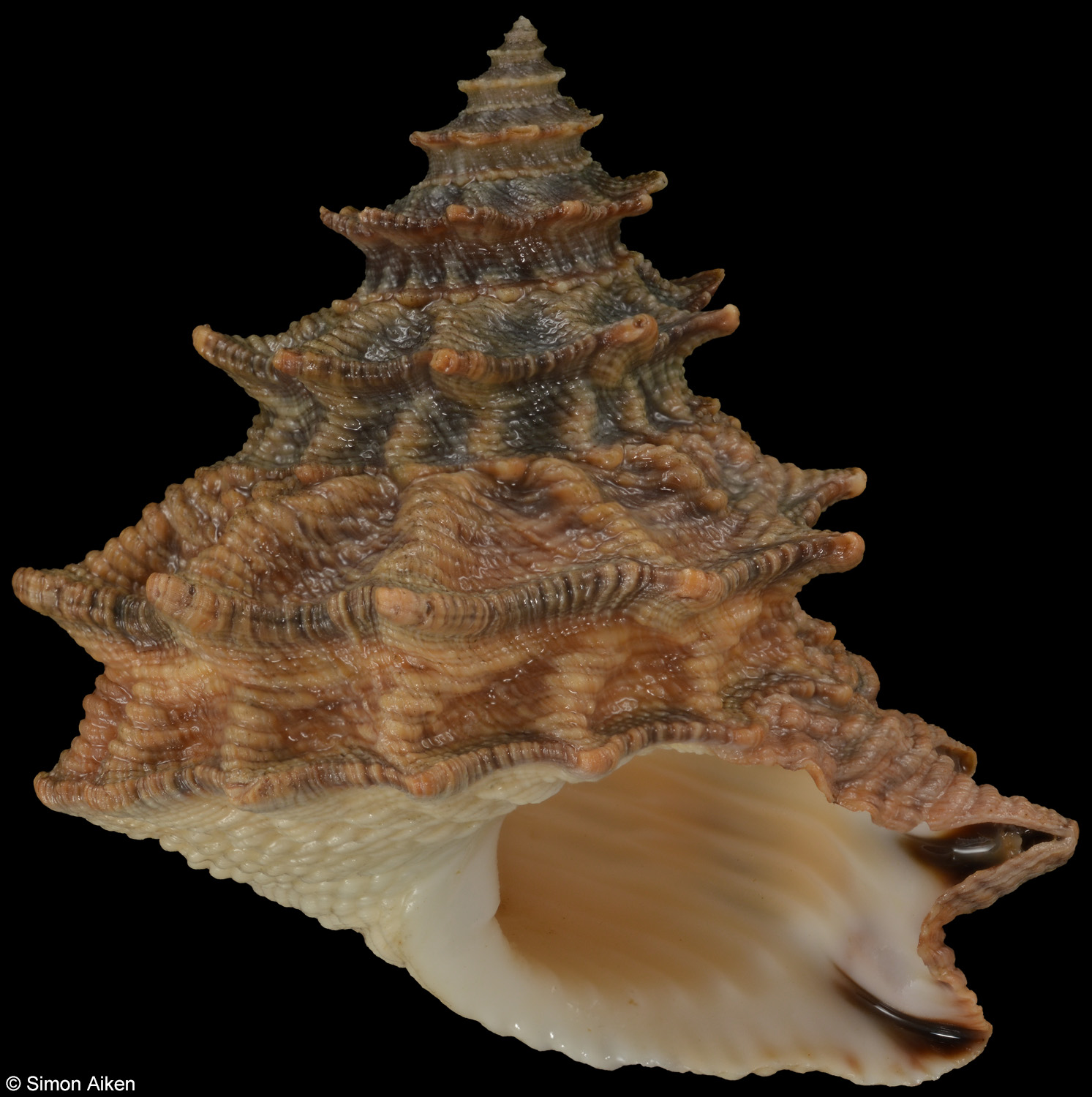 Tectarius pagodus