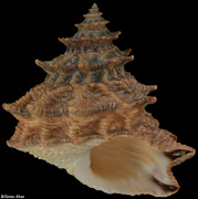 Tectarius pagodus