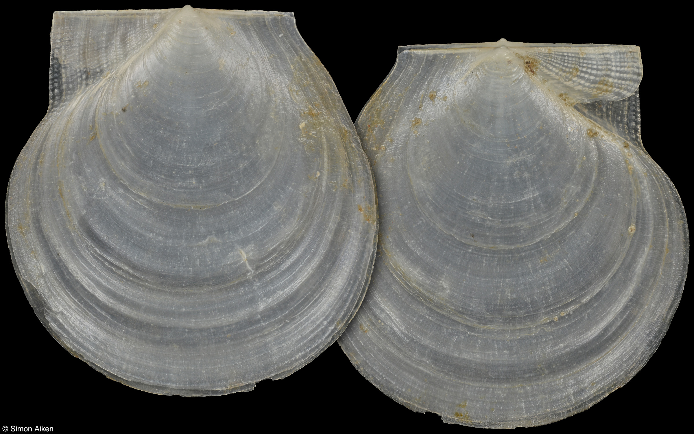 Delectopecten macrocheiricola