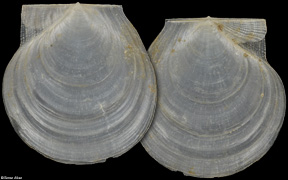 Delectopecten macrocheiricola
