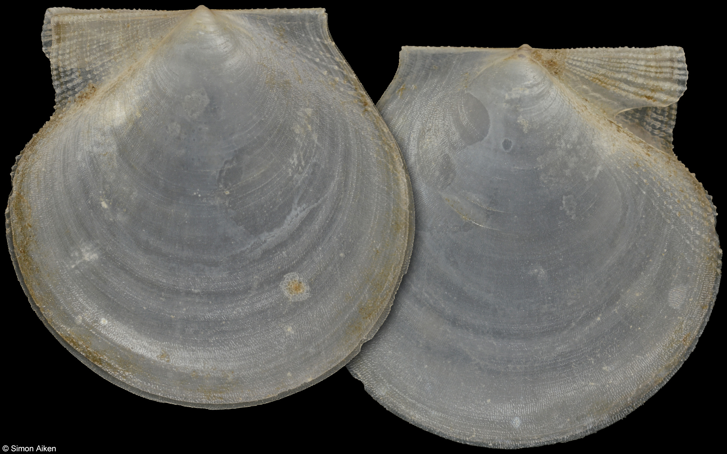Delectopecten macrocheiricola