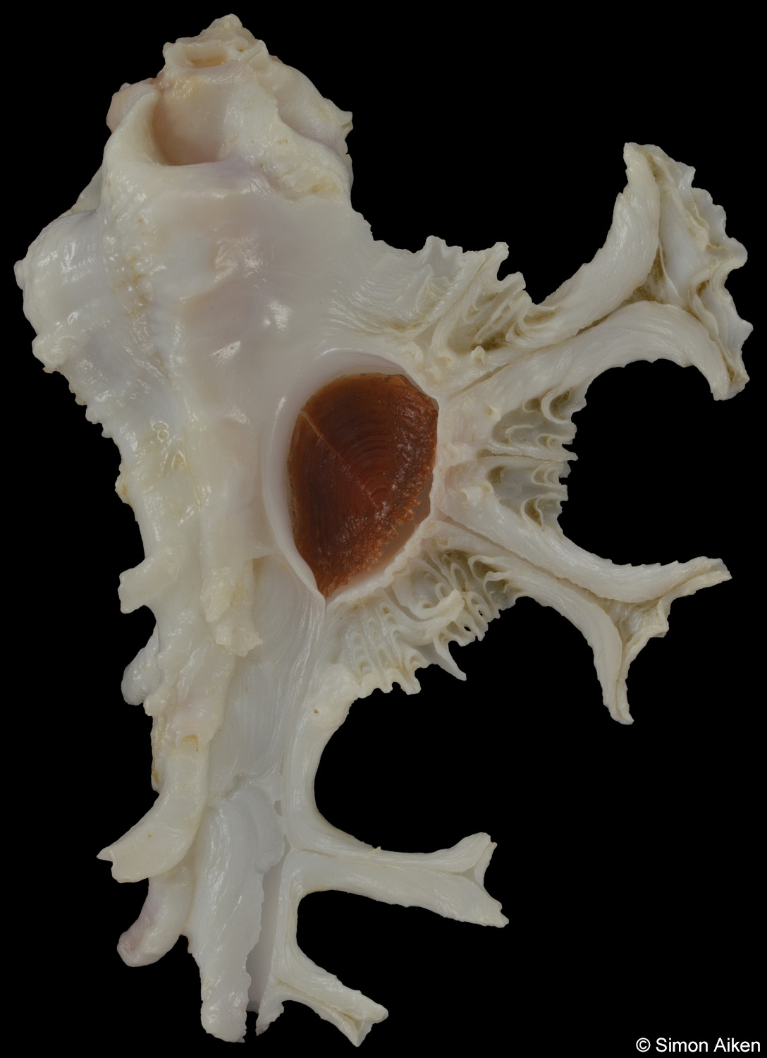 Homalocantha anatomica
