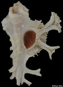 Homalocantha anatomica