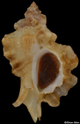 Ceratostoma fournieri