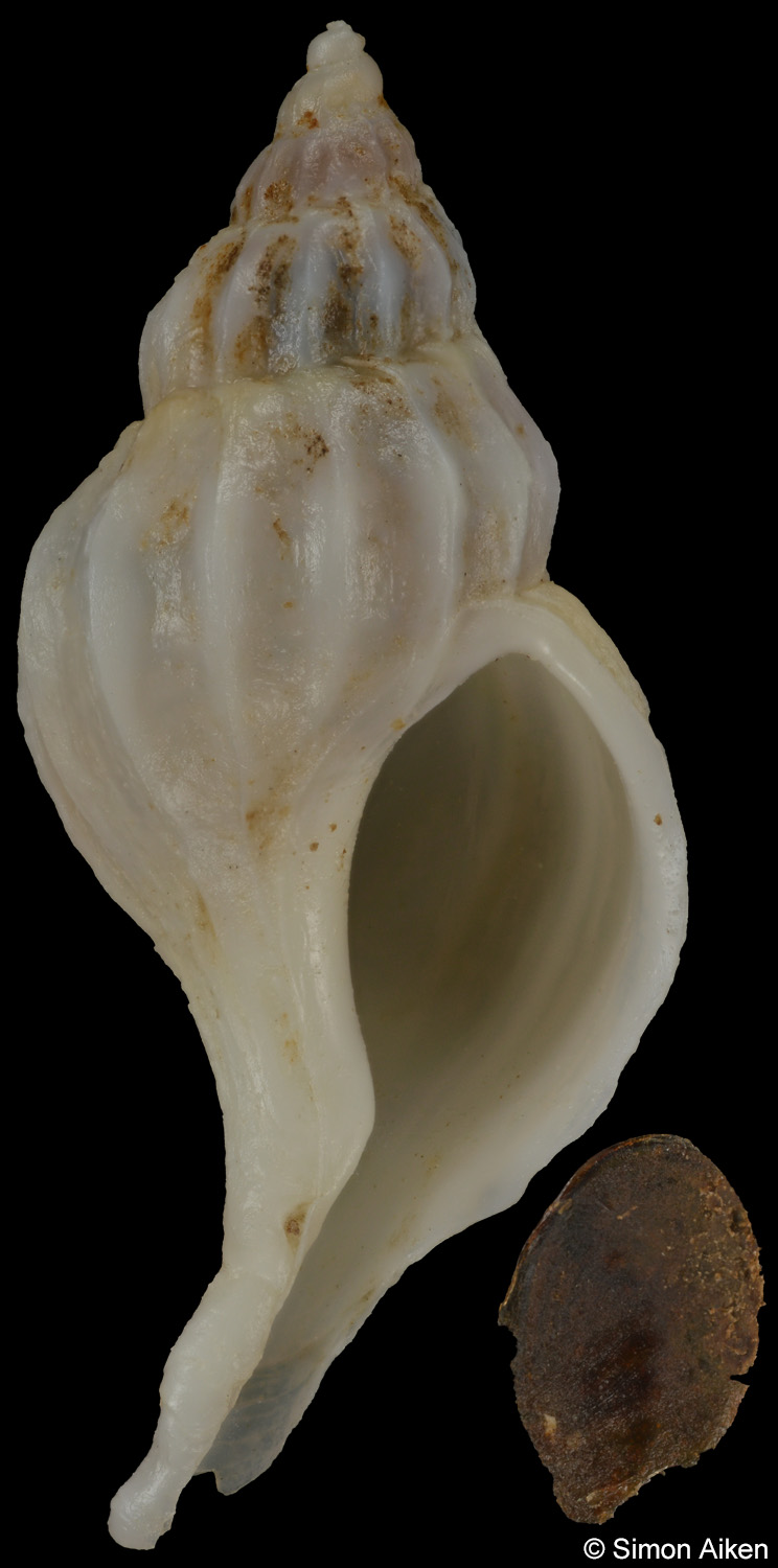 Boreotrophon pacificus