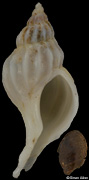 Boreotrophon pacificus