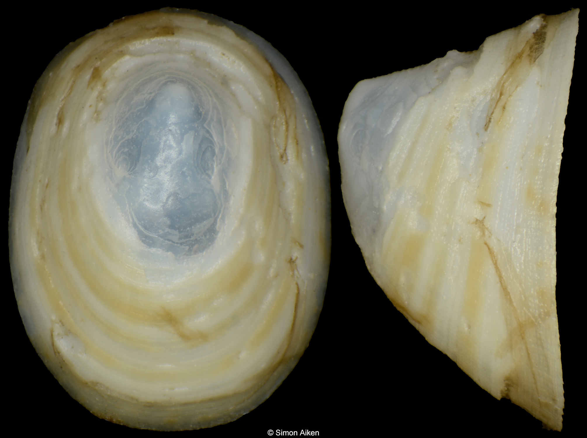 Cocculina japonica