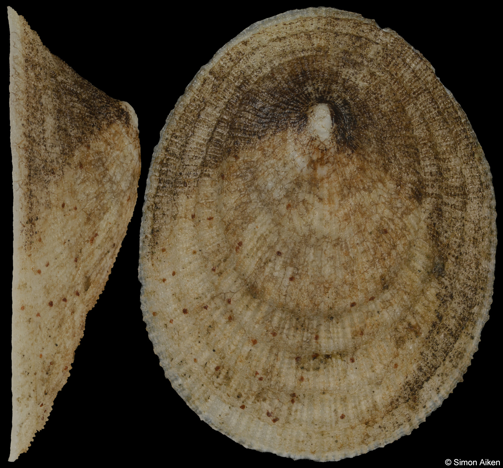 Limalepeta lima