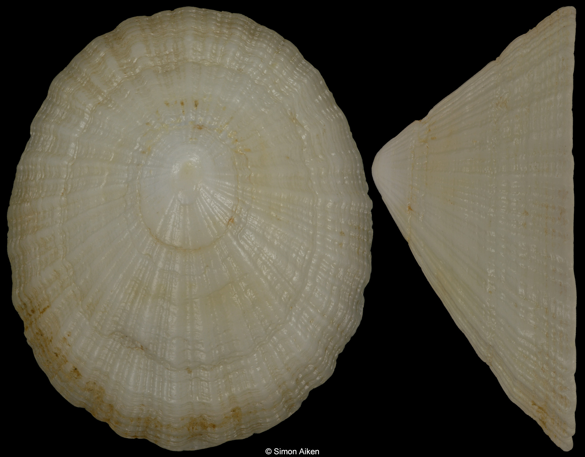 Niveotectura pallida