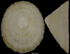 Niveotectura pallida