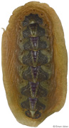 Notoplax violacea