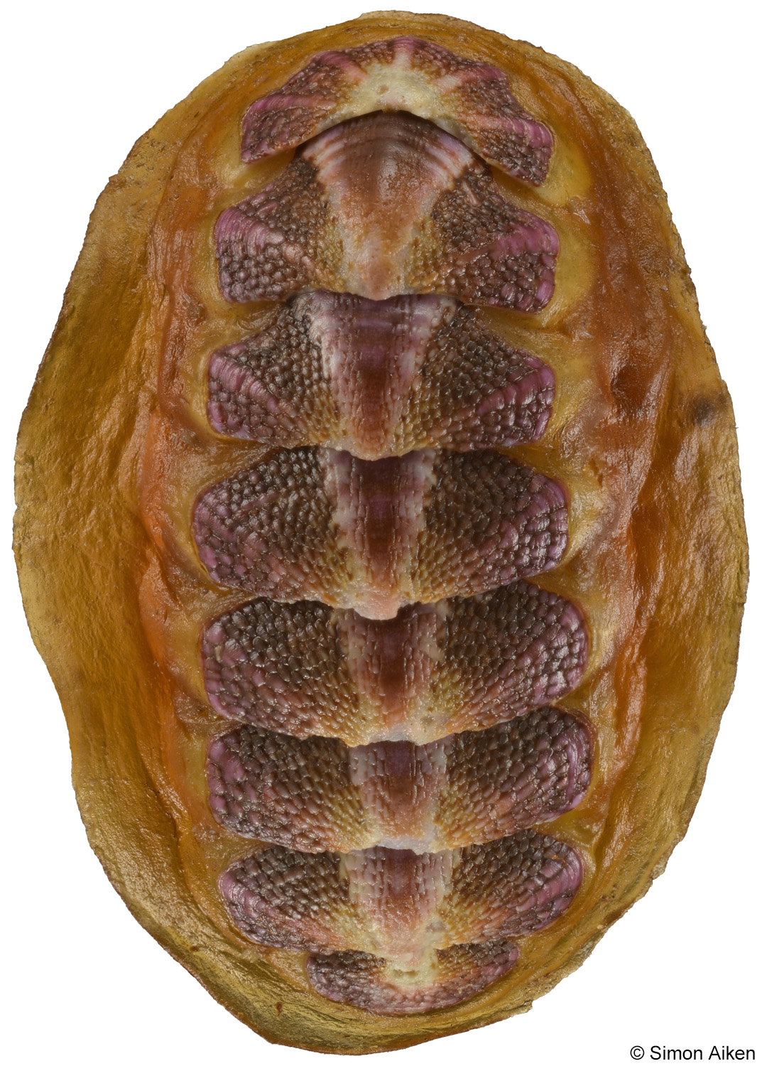Notoplax violacea