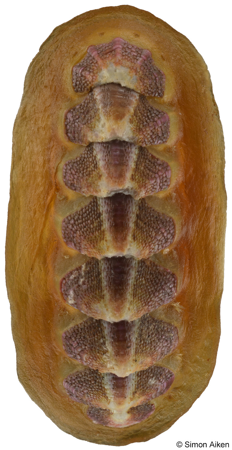 Notoplax violacea