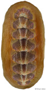 Notoplax violacea