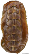Notoplax violacea
