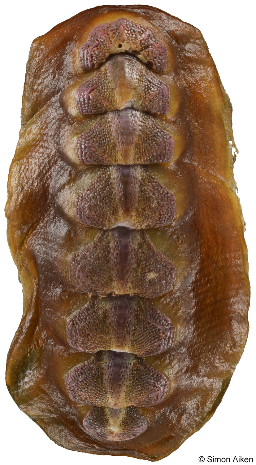 Notoplax violacea