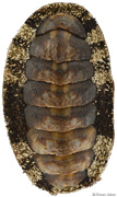 Liolophura gaimardi