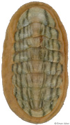 Ischnochiton maorianus