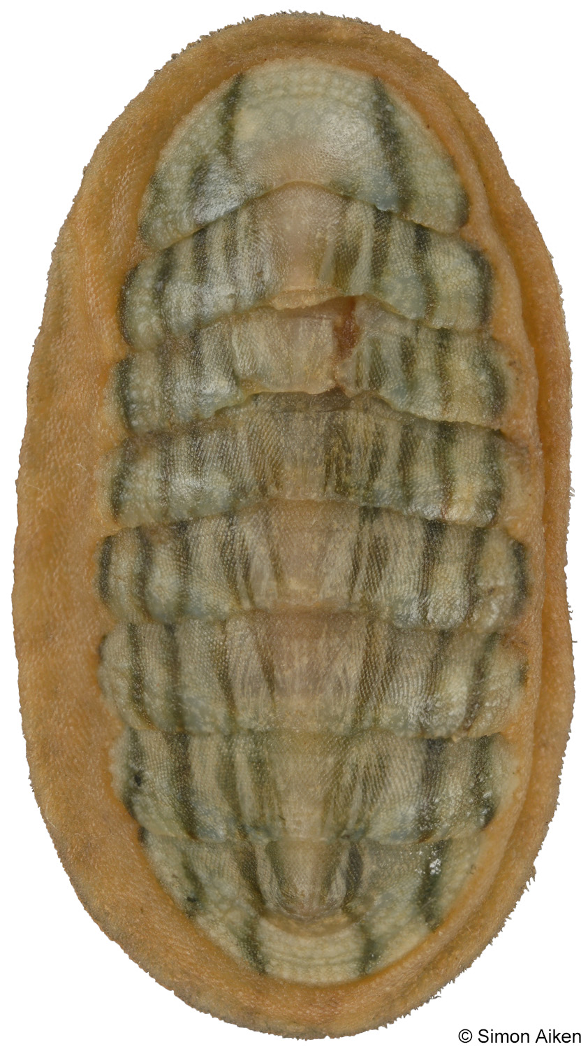Ischnochiton maorianus