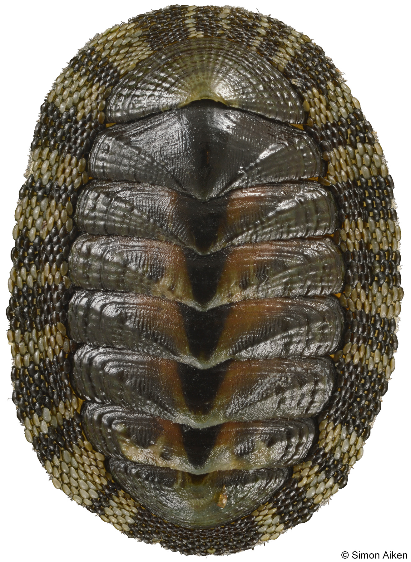 Sypharochiton pelliserpentis