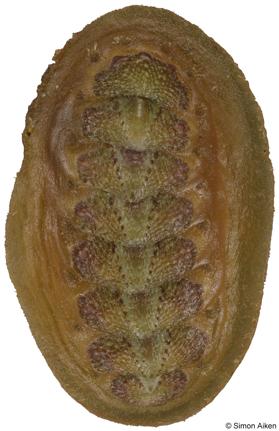 Notoplax rubiginosa
