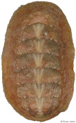 Notoplax rubiginosa