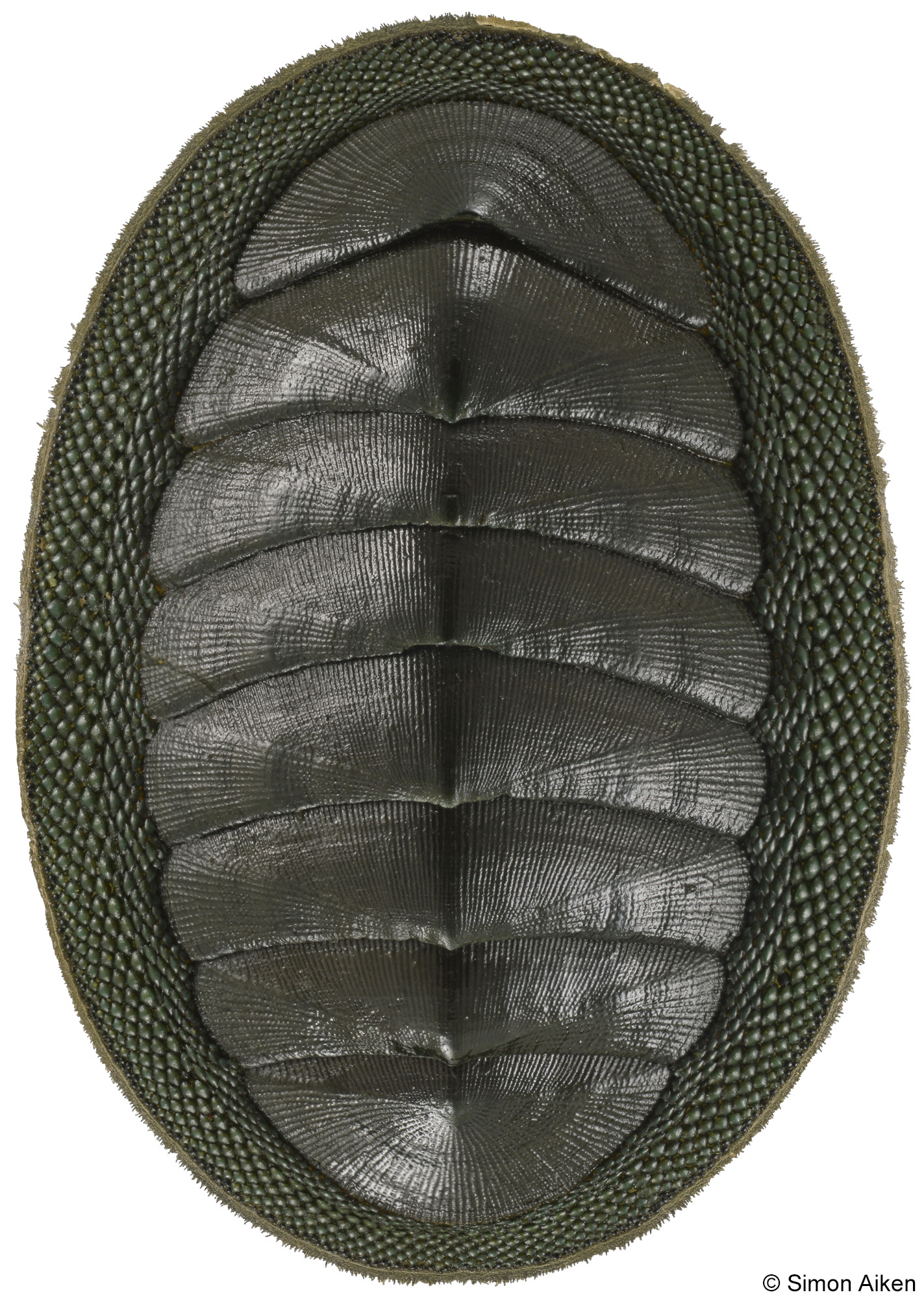 Chiton glaucus