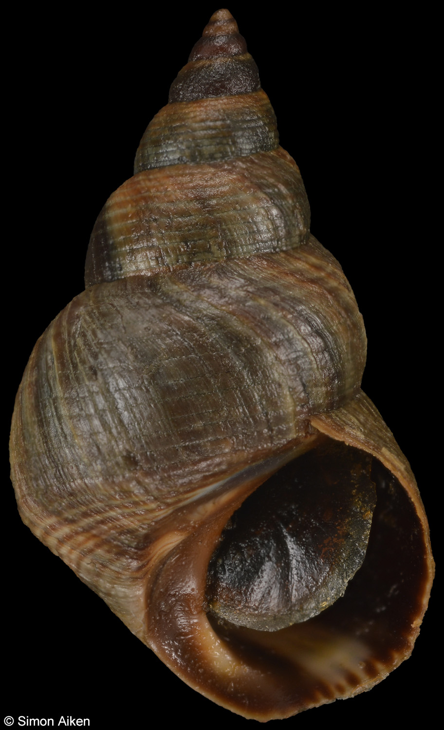 Austrolittorina cincta