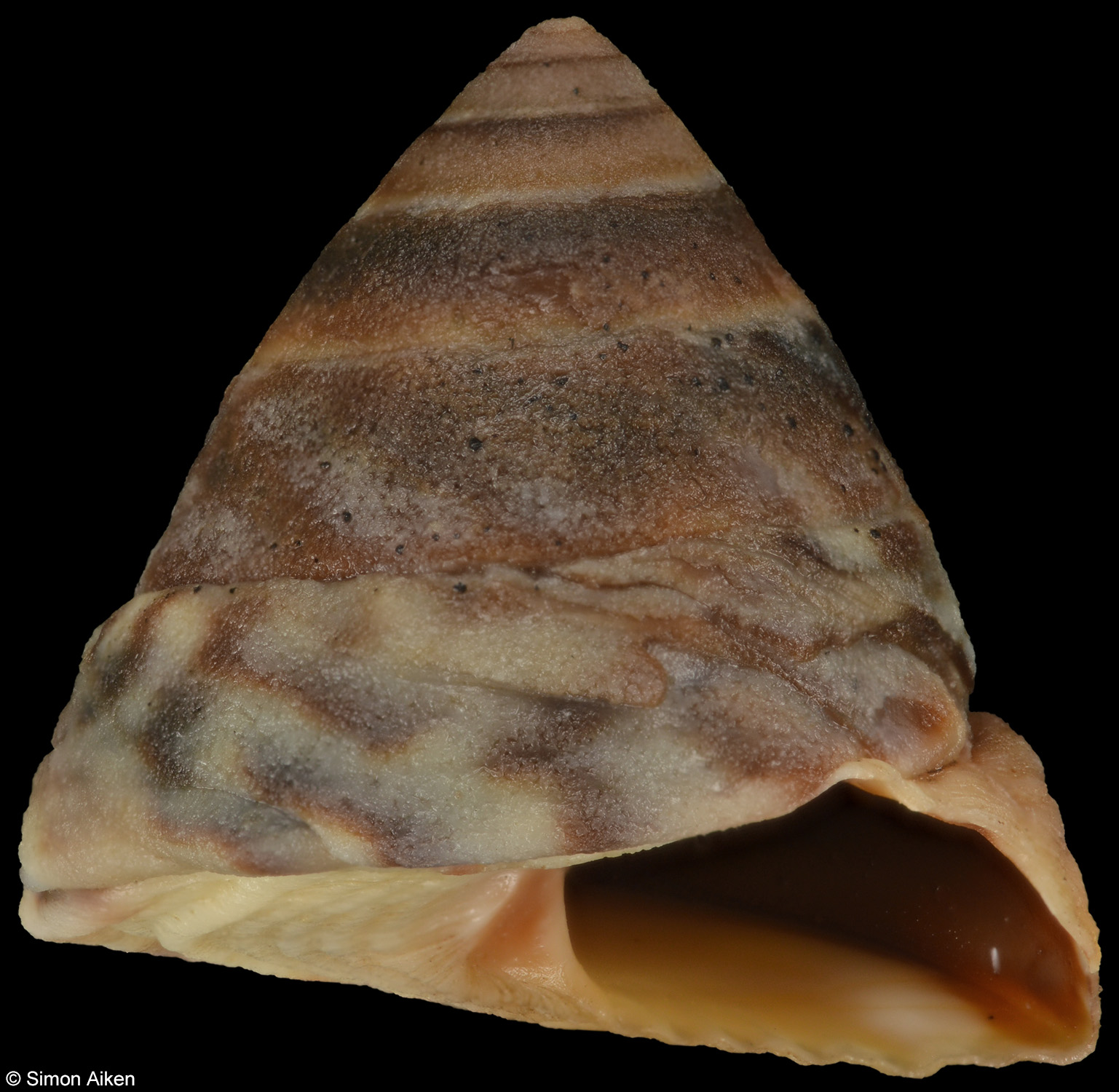 Bembicium melanostoma