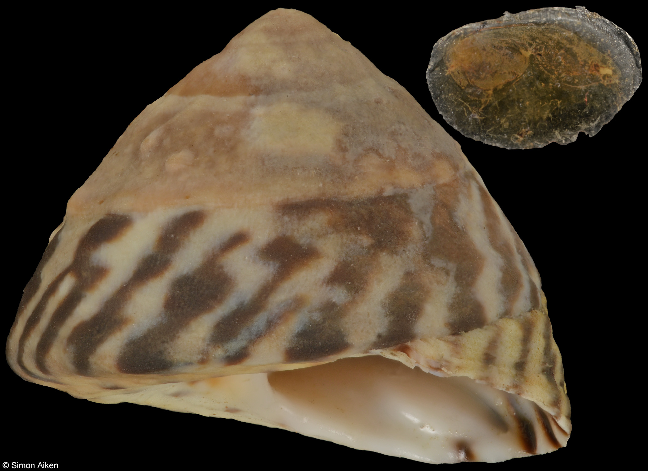 Bembicium nanum