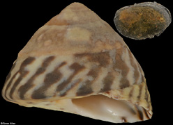 Bembicium nanum