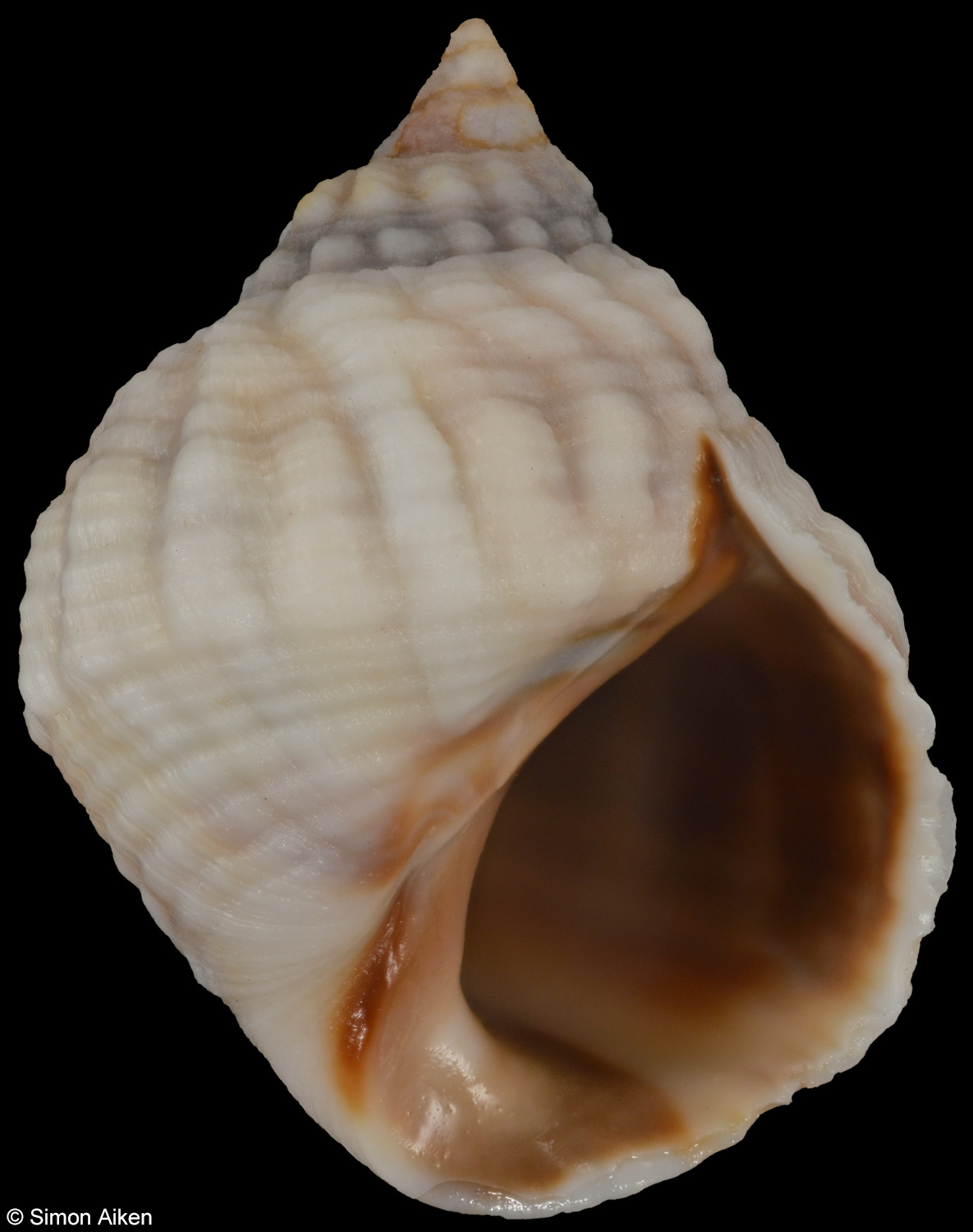 Echinolittorina australis