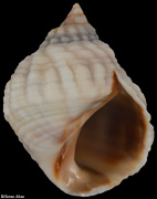 Echinolittorina australis