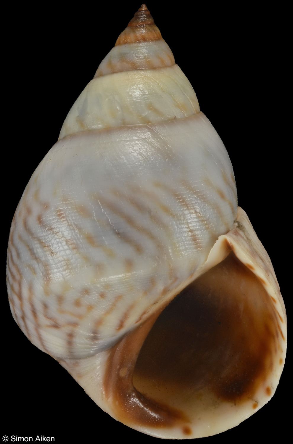 Echinolittorina lineolata