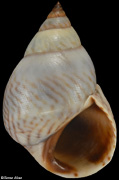Echinolittorina lineolata