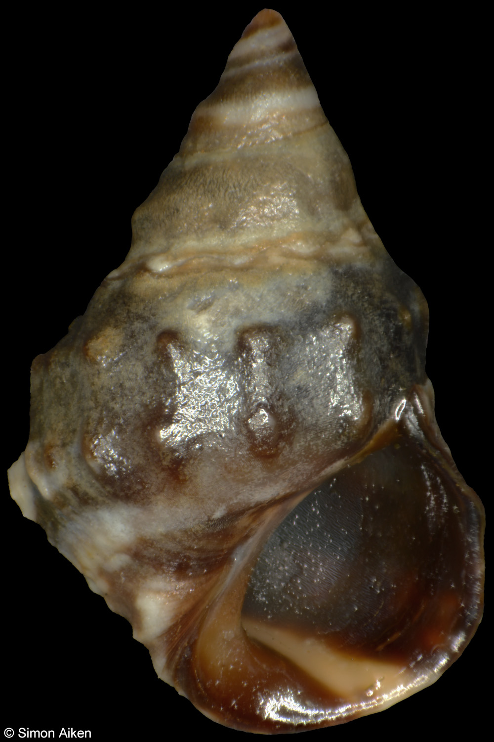 Echinolittorina malaccana