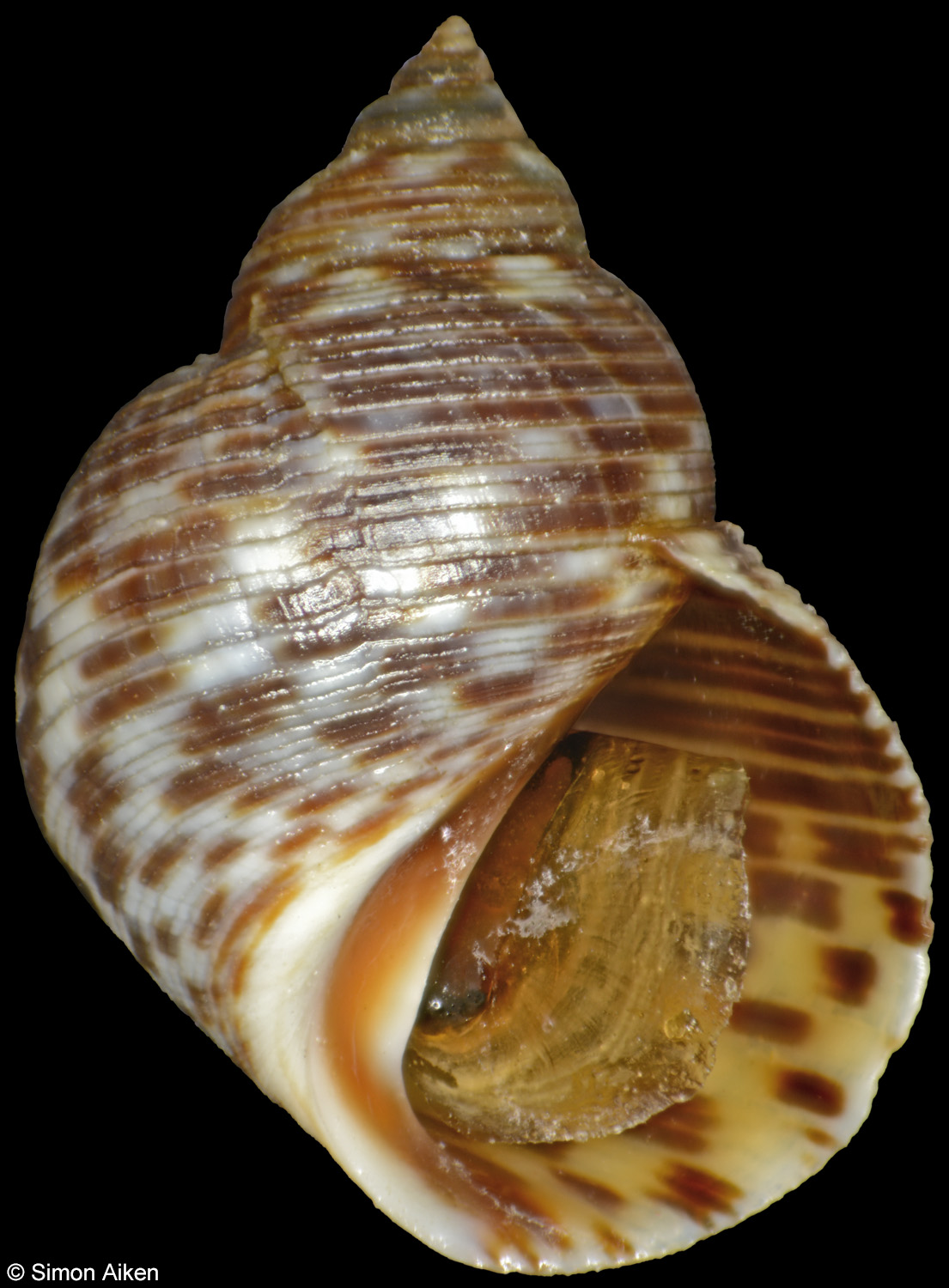 Echinolittorina meleagris