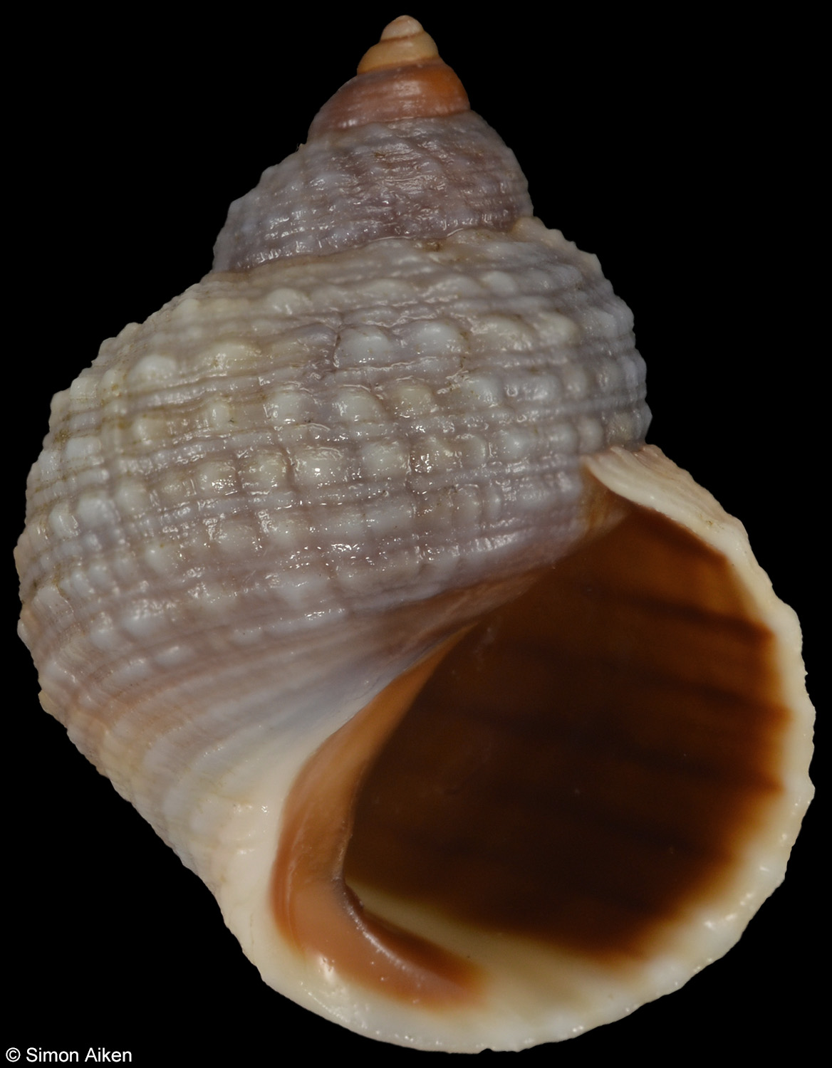 Echinolittorina radiata