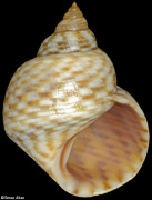 Echinolittorina ziczac