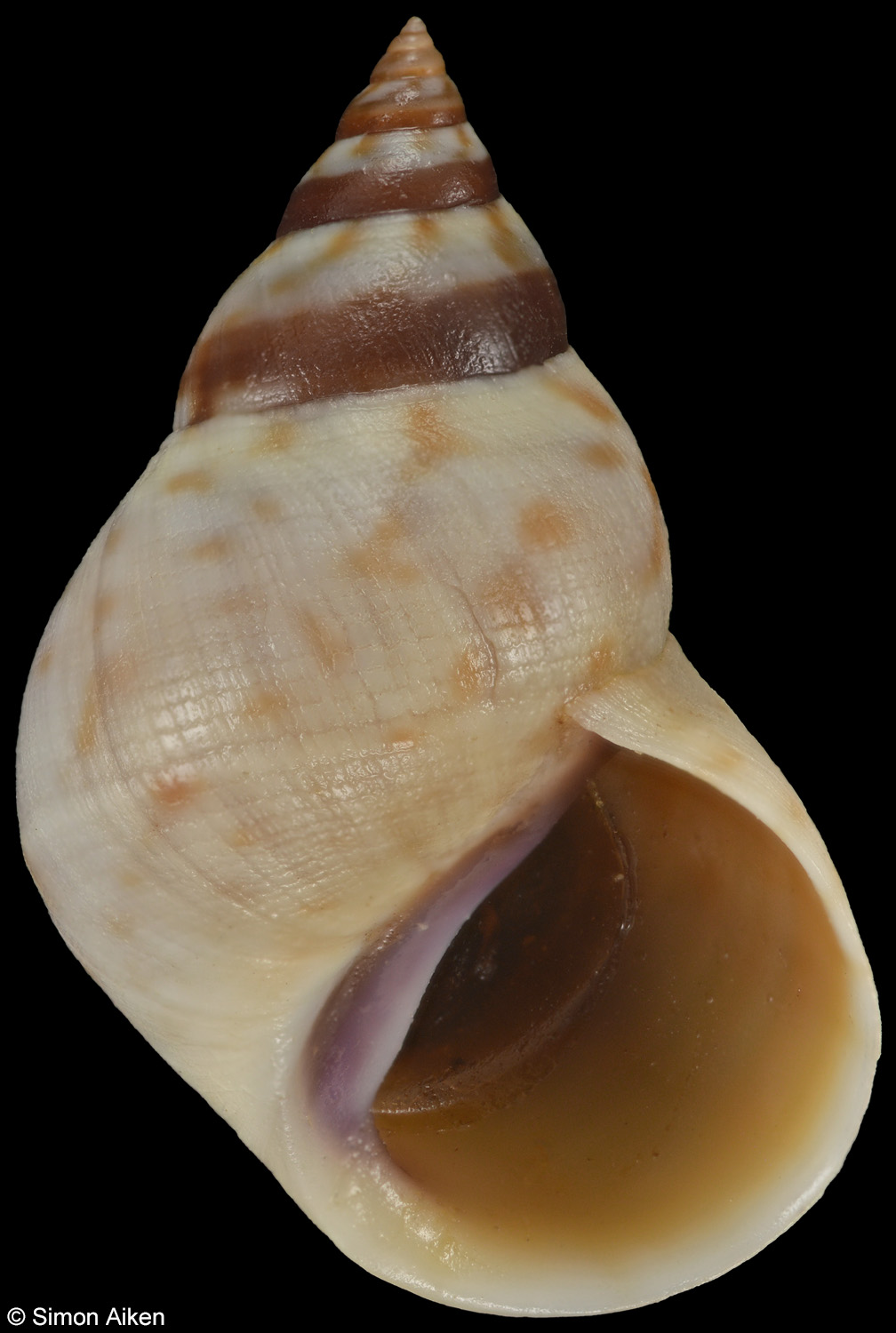 Littoraria intermedia